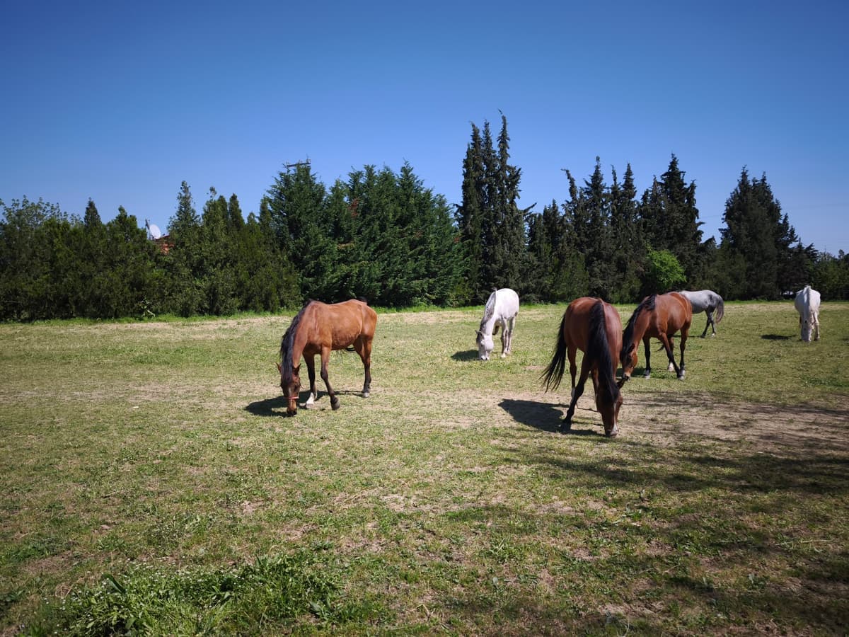 Peaceful natural setting with trees and horses