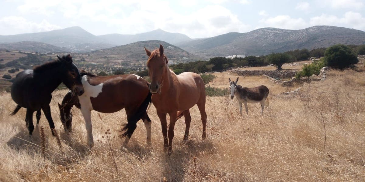 Paros retreat setting with natural surroundings